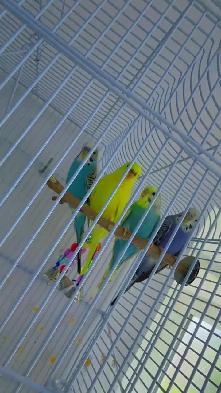 Budgerigars birds for sale: 2 girl 2 boy budgies  - Video 1