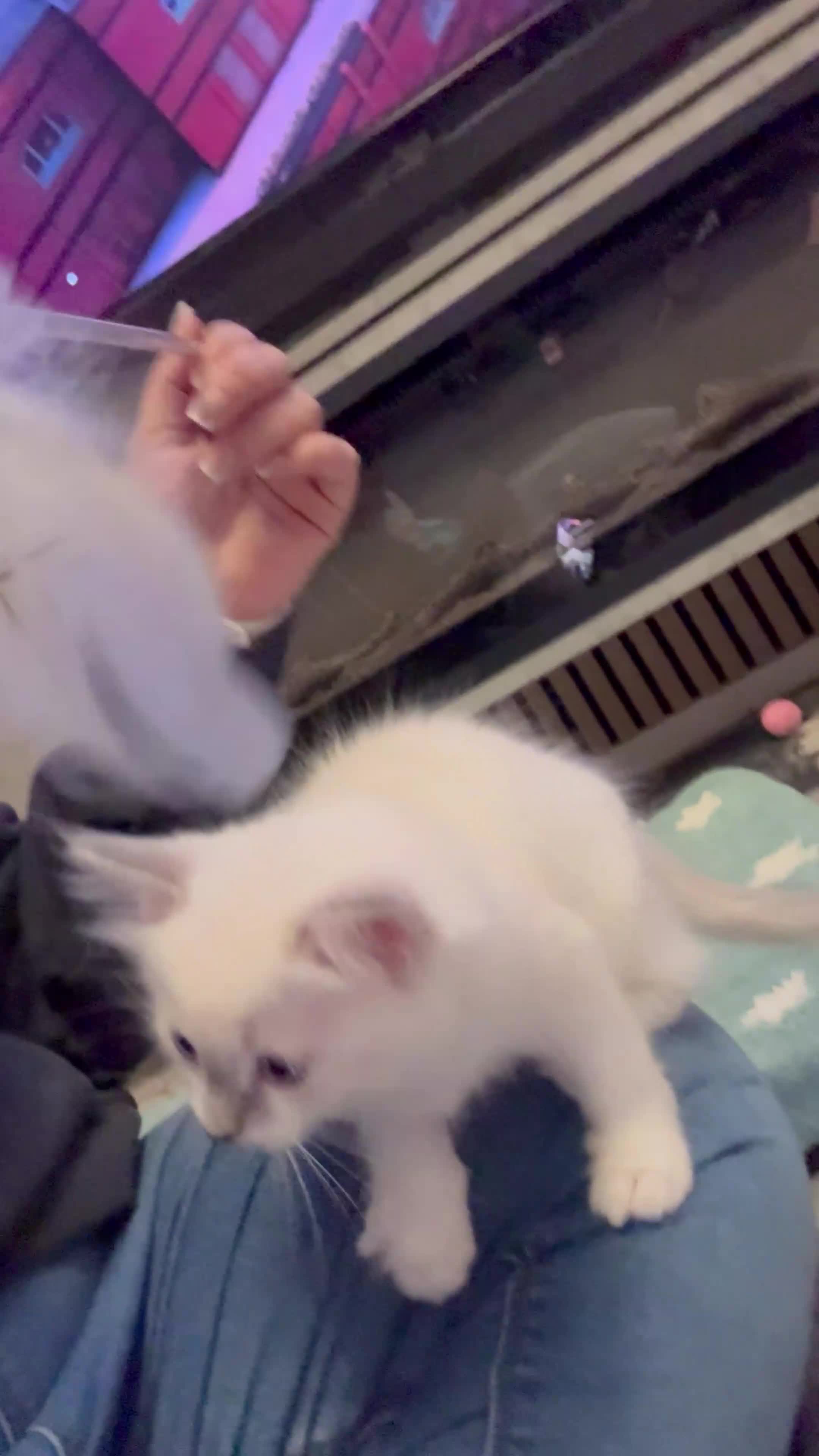 Ragdoll cats for sale: Now ready to leave – Blue Point– TICA Registered - Video 1