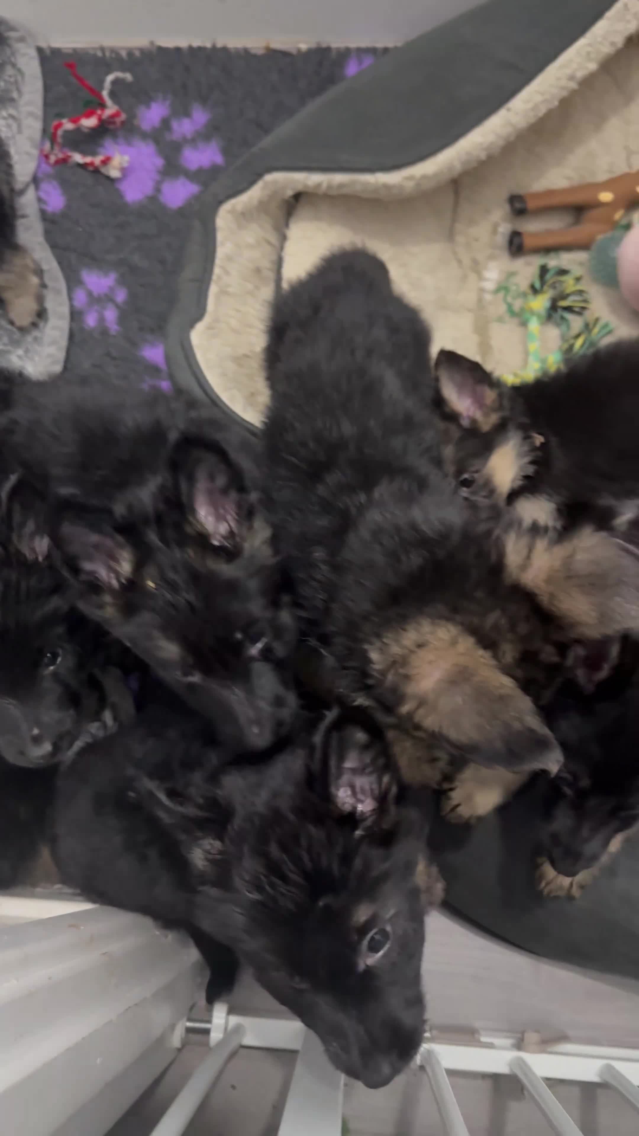 German Shepherd dogs for sale: Beautiful German Shepherd puppies  - Video 2