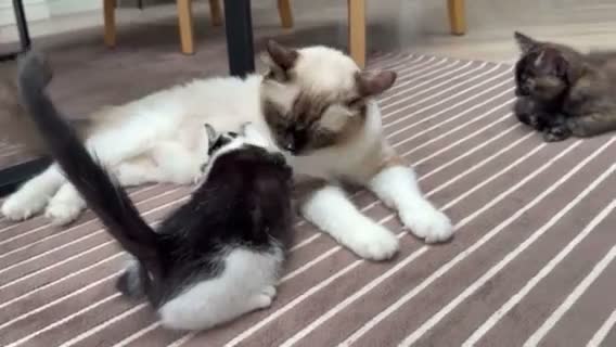 Mixed Breed cats for sale: 2 Gorgeous Cross Kittens Looking for Loving Homes - Video 1