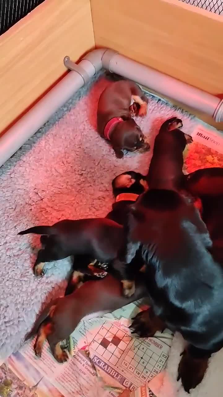 Miniature Dachshund dogs for sale: Beautiful home-reared Miniature Dachshund Puppies - Video 1