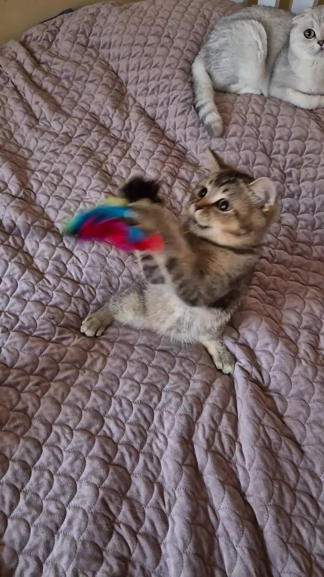 Scottish Fold cats for sale: 2 boys left! TICA registered Scottish Fold - Video 2