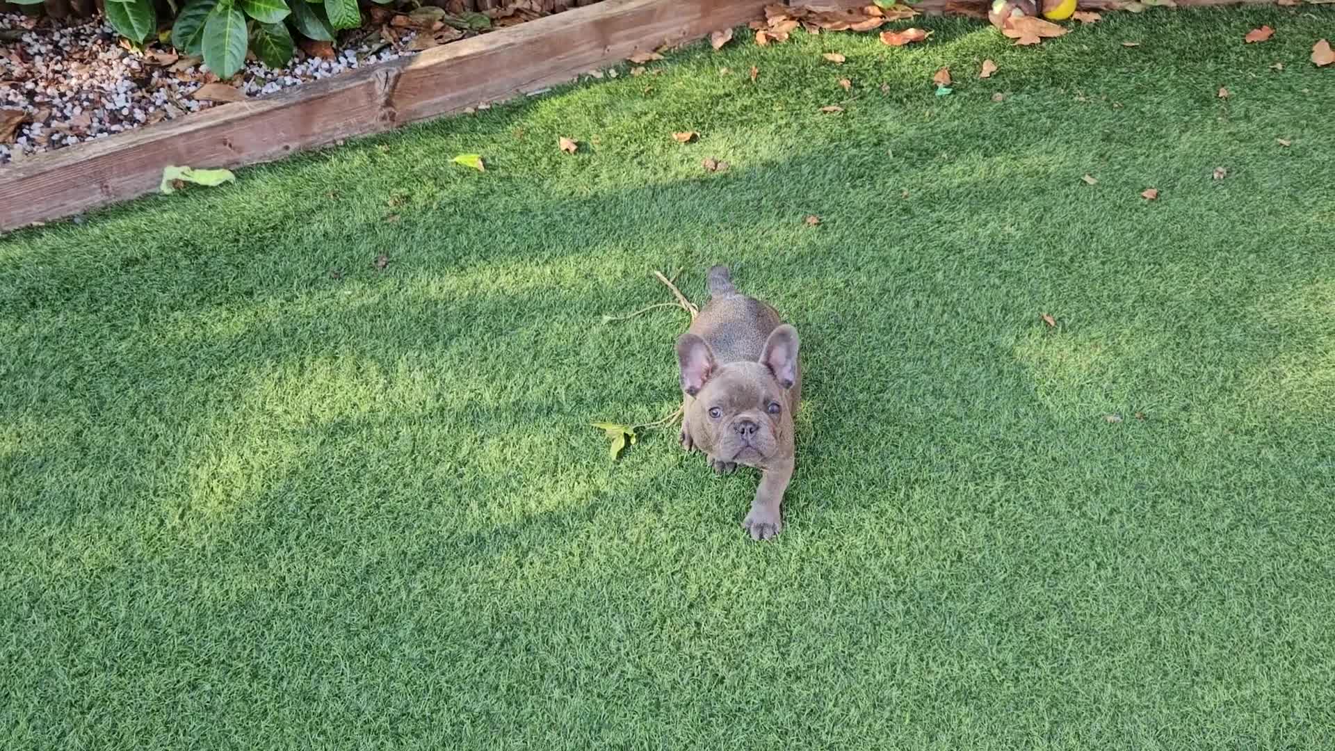 French Bulldog dogs for sale: *NOW REDUCED*KC registered French bulldog puppies  - Video 2