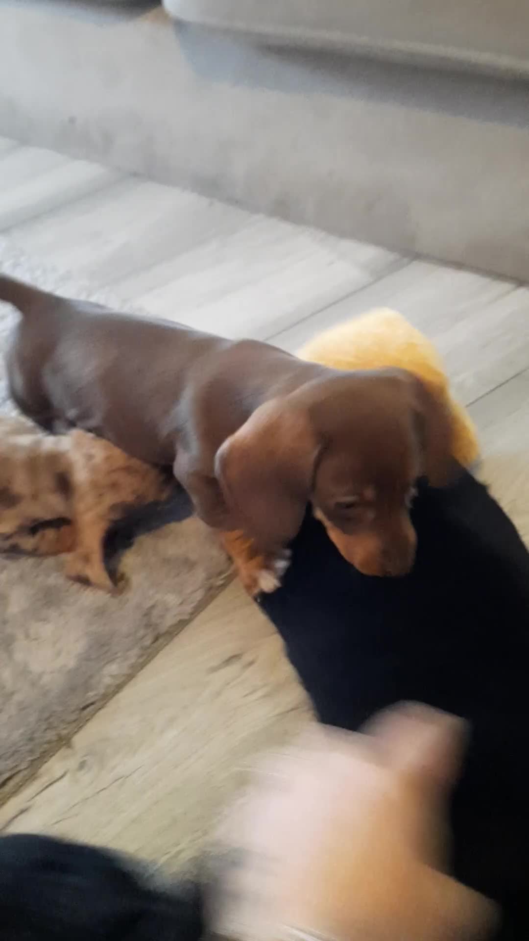 Miniature Dachshund dogs for sale: Beautiful litter of miniature dachshunds.9weeksold - Video 3