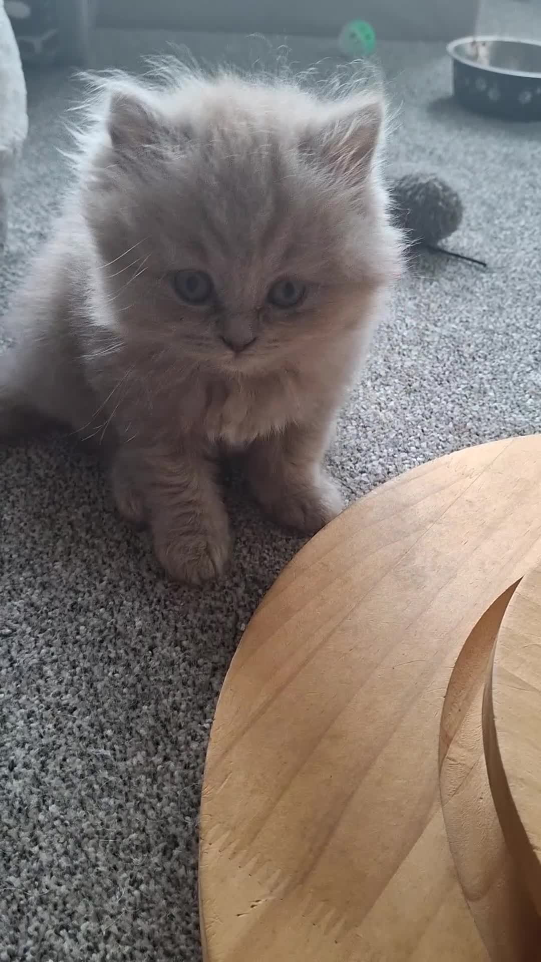 British Longhair cats for sale: 3 X BLH Haired kittens, READY NOW - Video 1