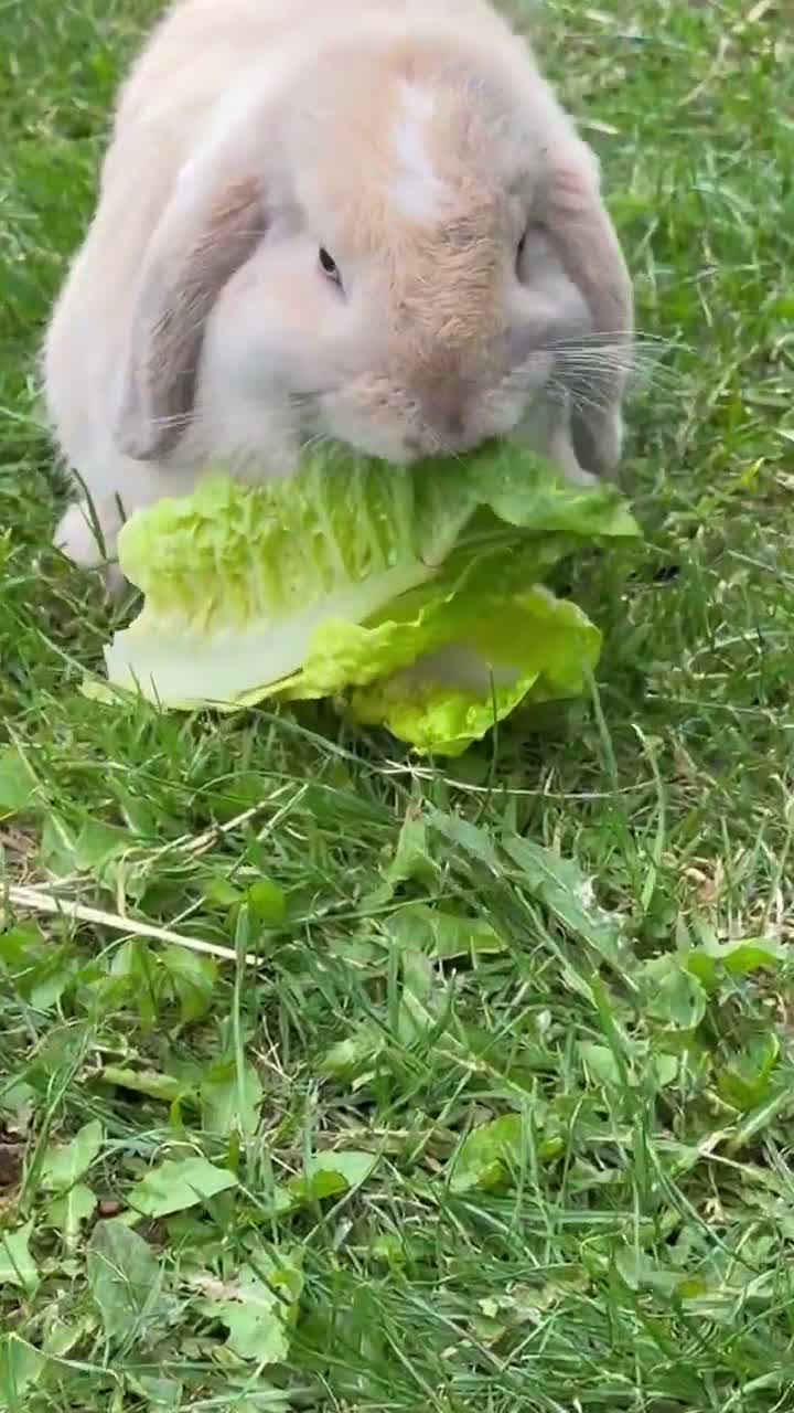 Mini Lop rabbits for sale: Biscuit the bunny is looking for a loving home. in Rhyl - Video 2