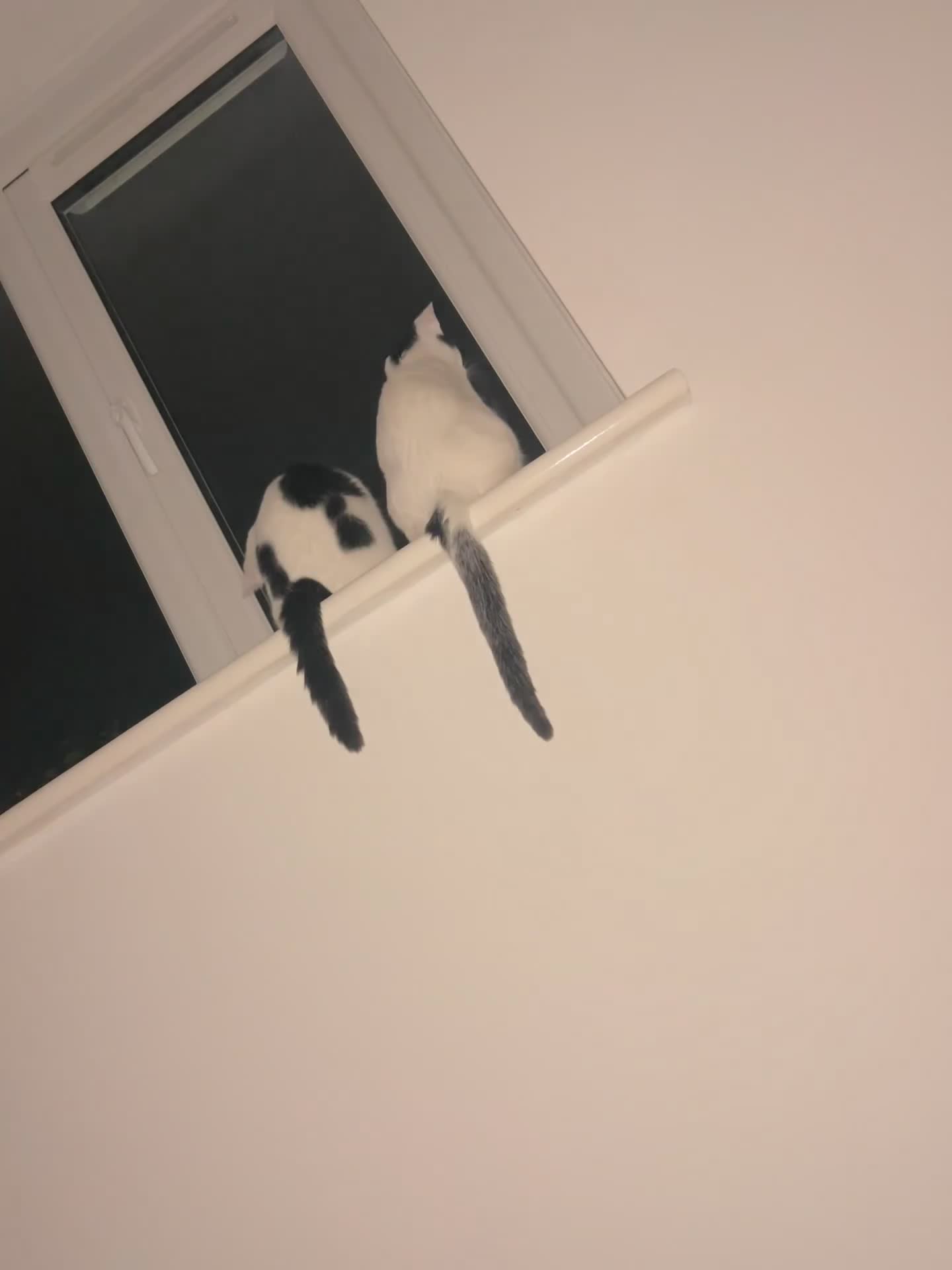 British Shorthair cats for sale: Sisters 6 months old  in Warrington - Video 2