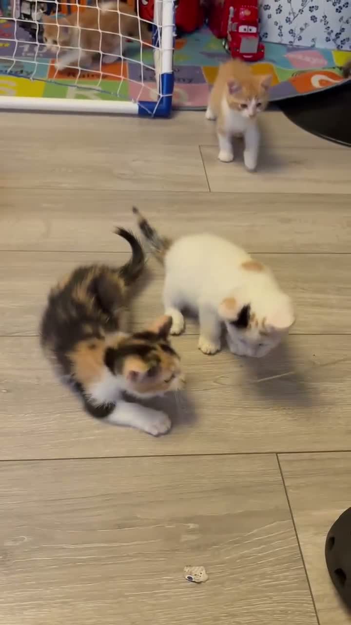Mixed Breed cats for sale: Beautiful 7 Mixed Breed Kittens  - Video 1