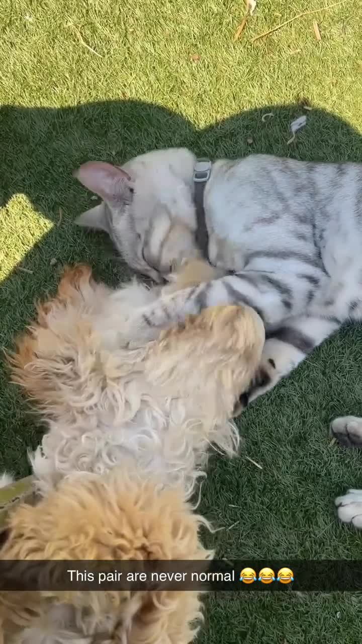 Bengal cats for sale: Silver bengal  - Video 1