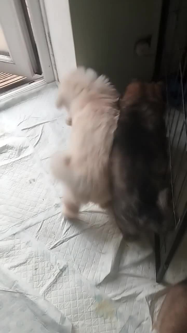 Mixed Breed dogs for sale: Northern Inuit X gsd pups💛💚 available now  - Video 1