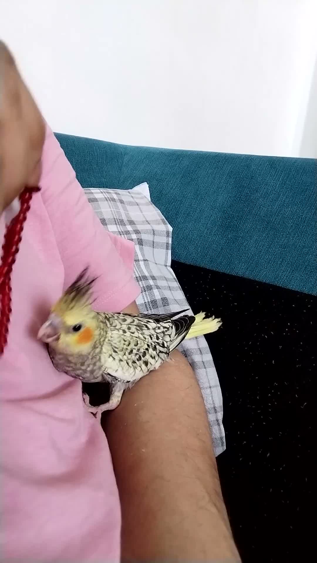 Cockatiels birds for sale: Cockatiel  - Video 2