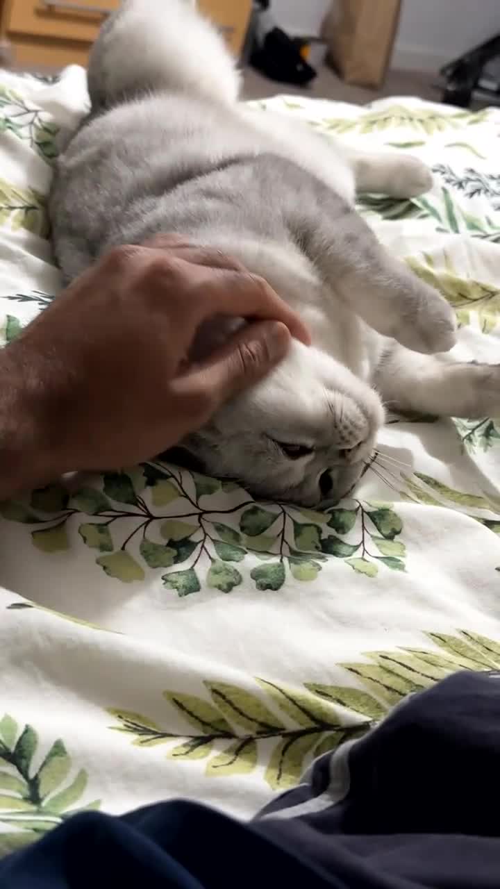 British Shorthair cats for sale: British Short Hair - Silver Shaded - Stormi - Video 1