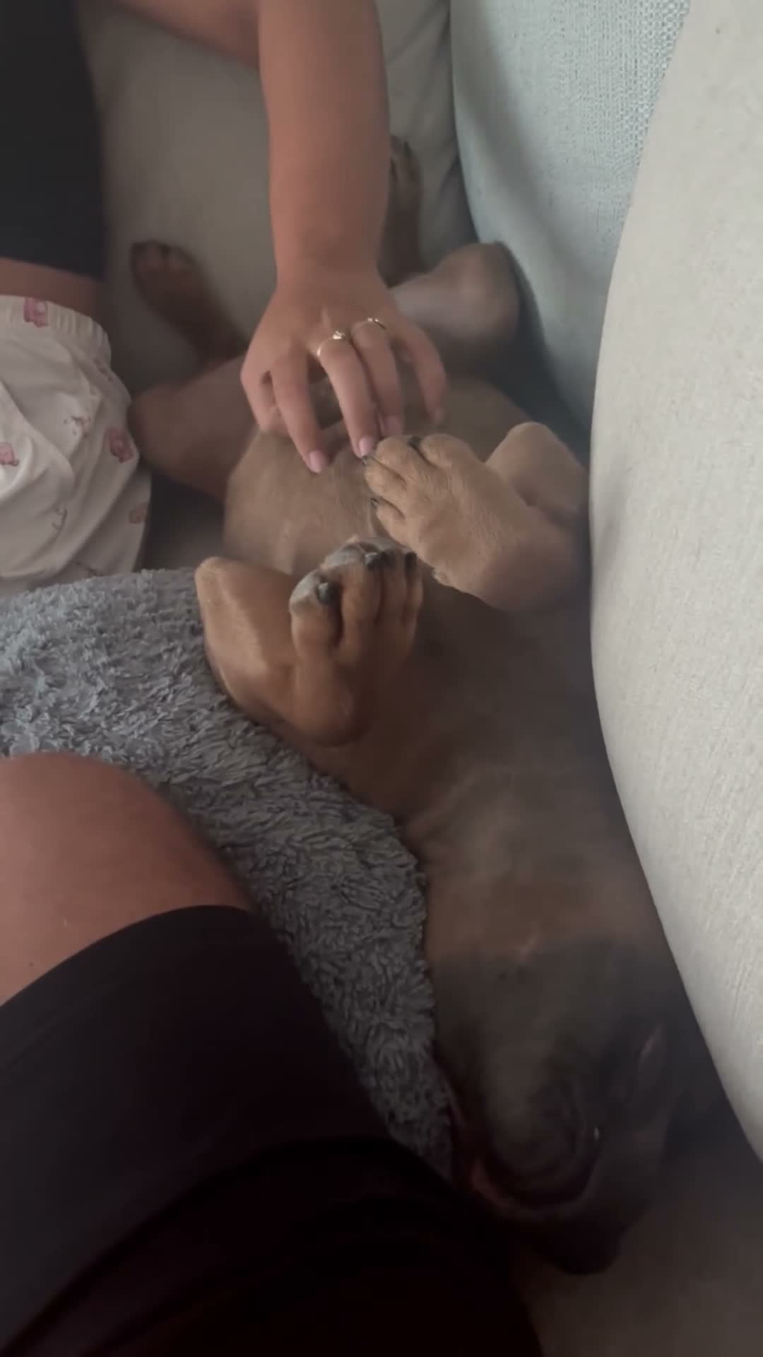 Staffordshire Bull Terrier dogs for sale: Staffordshire Bull Terrier Puppy in Tipton - Video 1