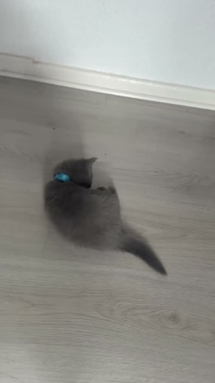 British Shorthair cats for sale: simba - Video 1