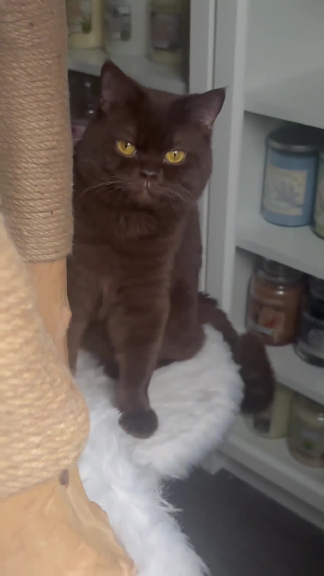 British Shorthair cats for sale: Chocolate British shorthair boy - Video 1