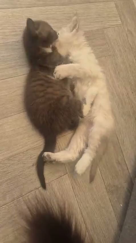 Snowshoe cats for sale: Beautiful snowshoe mixed Norwegian forest  - Video 1