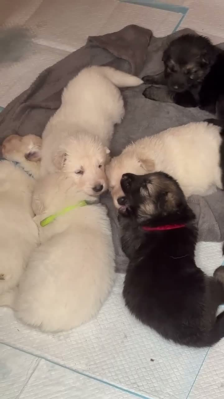 German Shepherd dogs for sale: Beautiful German shepherd puppies 🐾 - Video 3