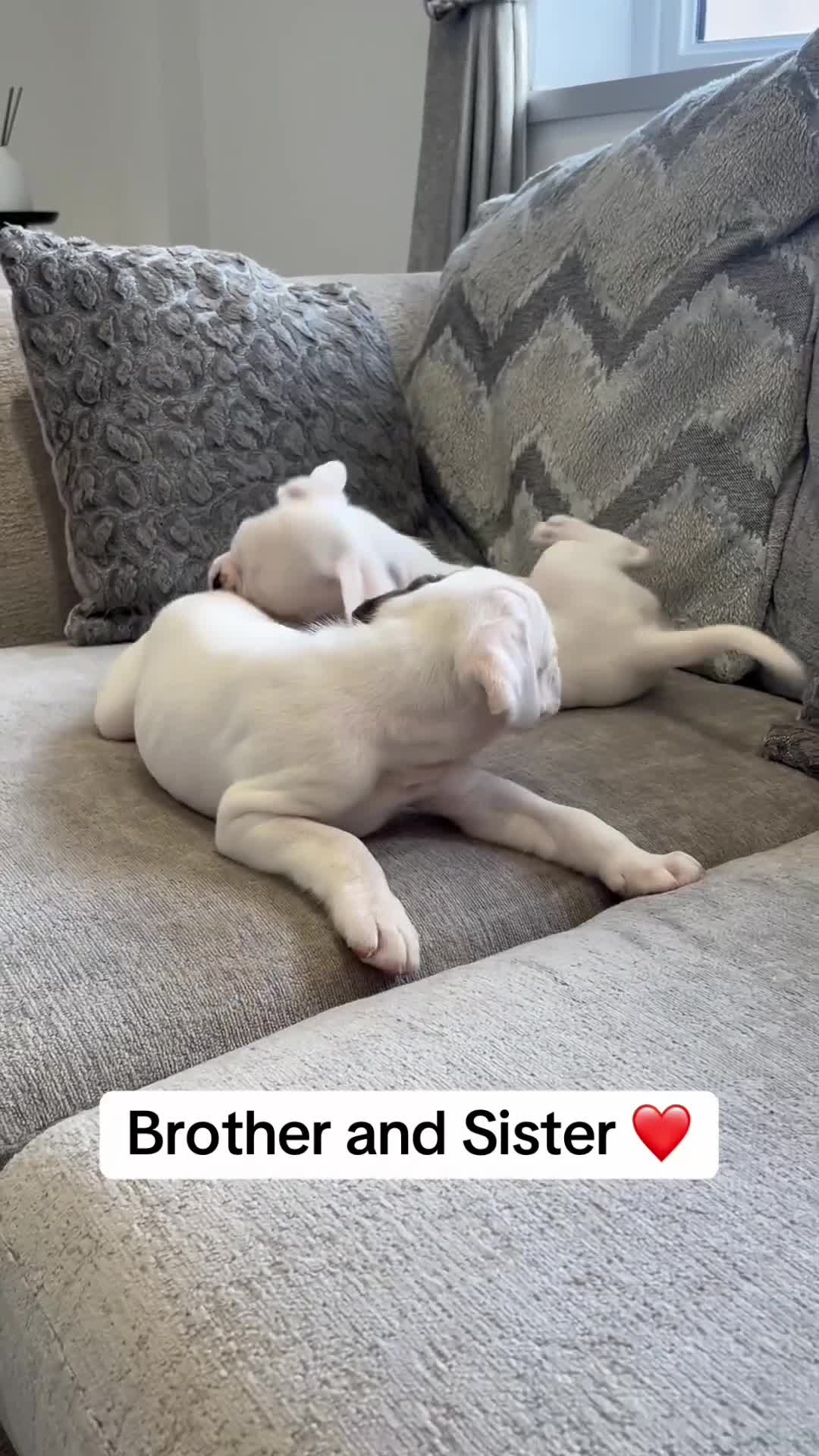 Boxer dogs for sale: KC Reg Female Ready for her new home - Video 1