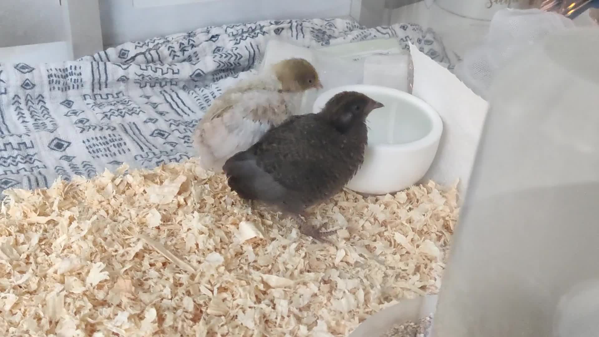 Quail poultry for sale: Chinese button quail pair - Video 1