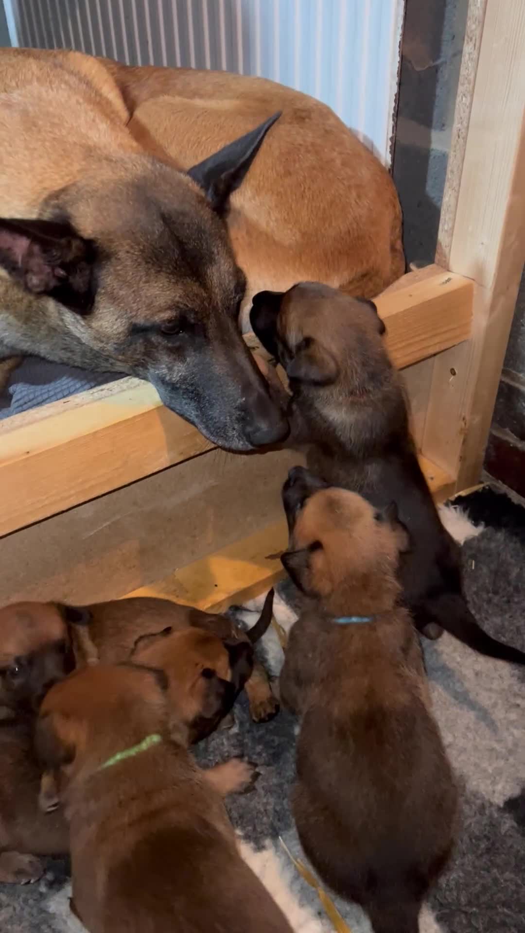 Belgian Shepherd Dog dogs for sale: Beautiful Belgian Malinois puppies - Video 1