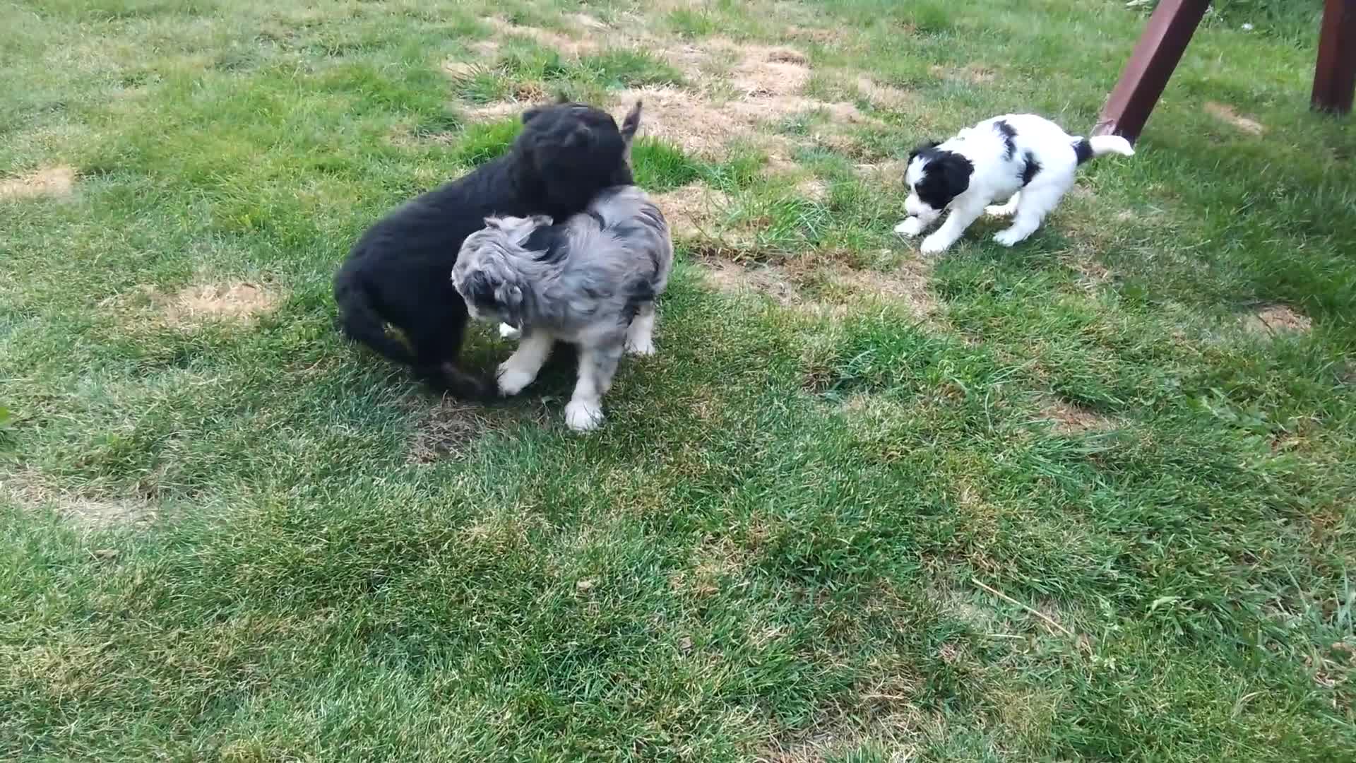 American Cocker Spaniel dogs for sale: SIX SNUGGLE MUFFINS AMERICAN COCKER, TOY POODLE - Video 5