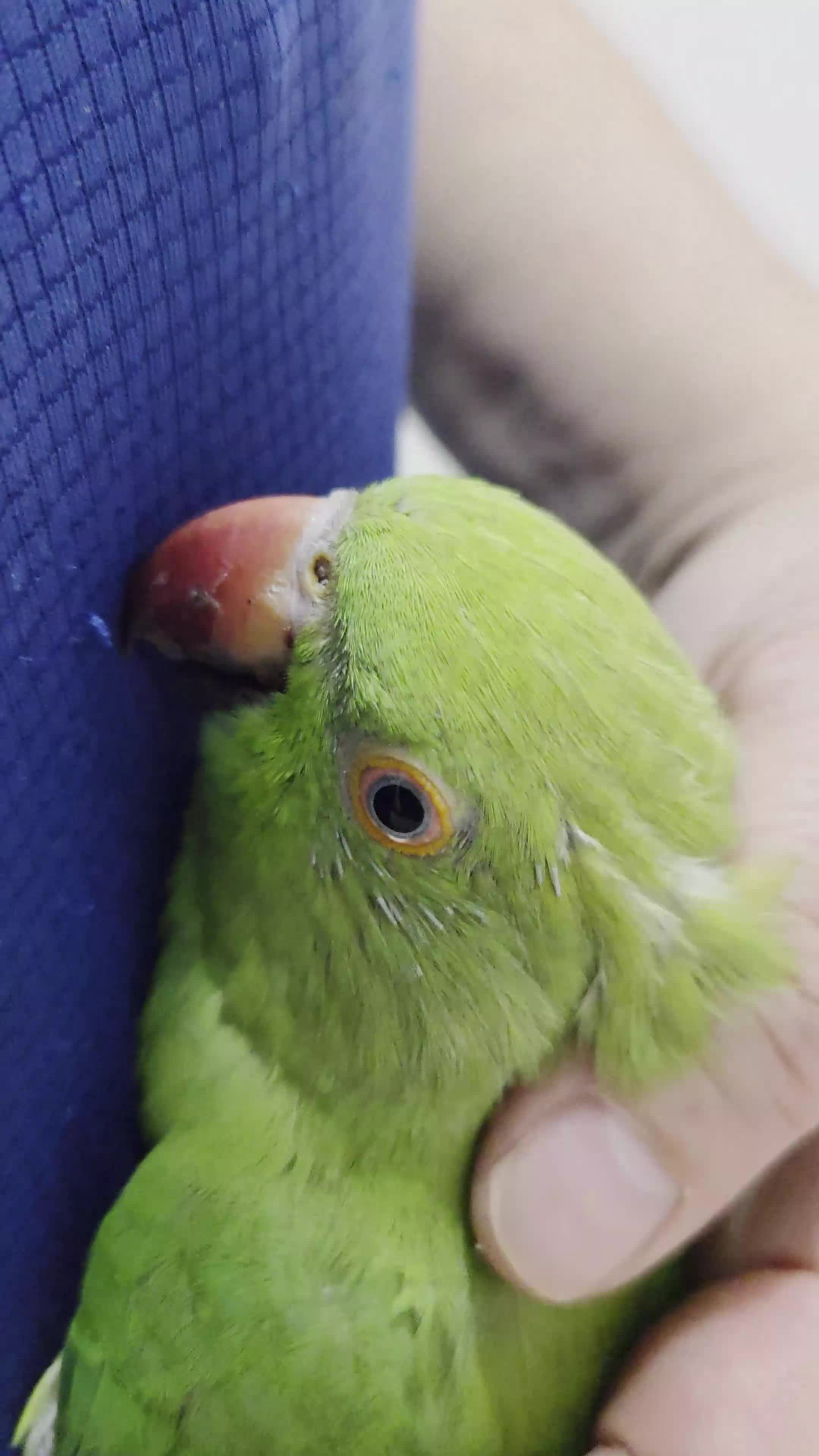 Ringnecks birds for sale: Hand-Reared Baby. R Ringnecks  for Sale  - Video 1