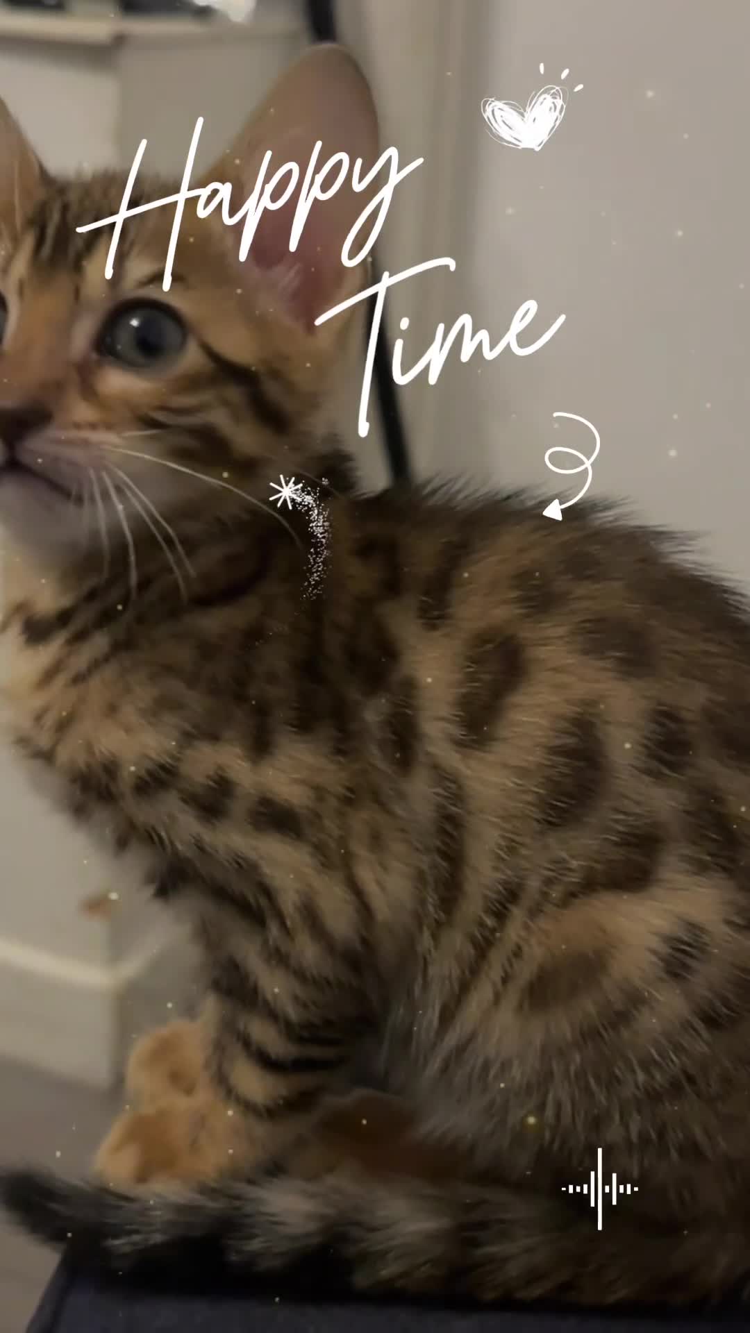 Bengal cats for sale: Bengal kittens - Video 2
