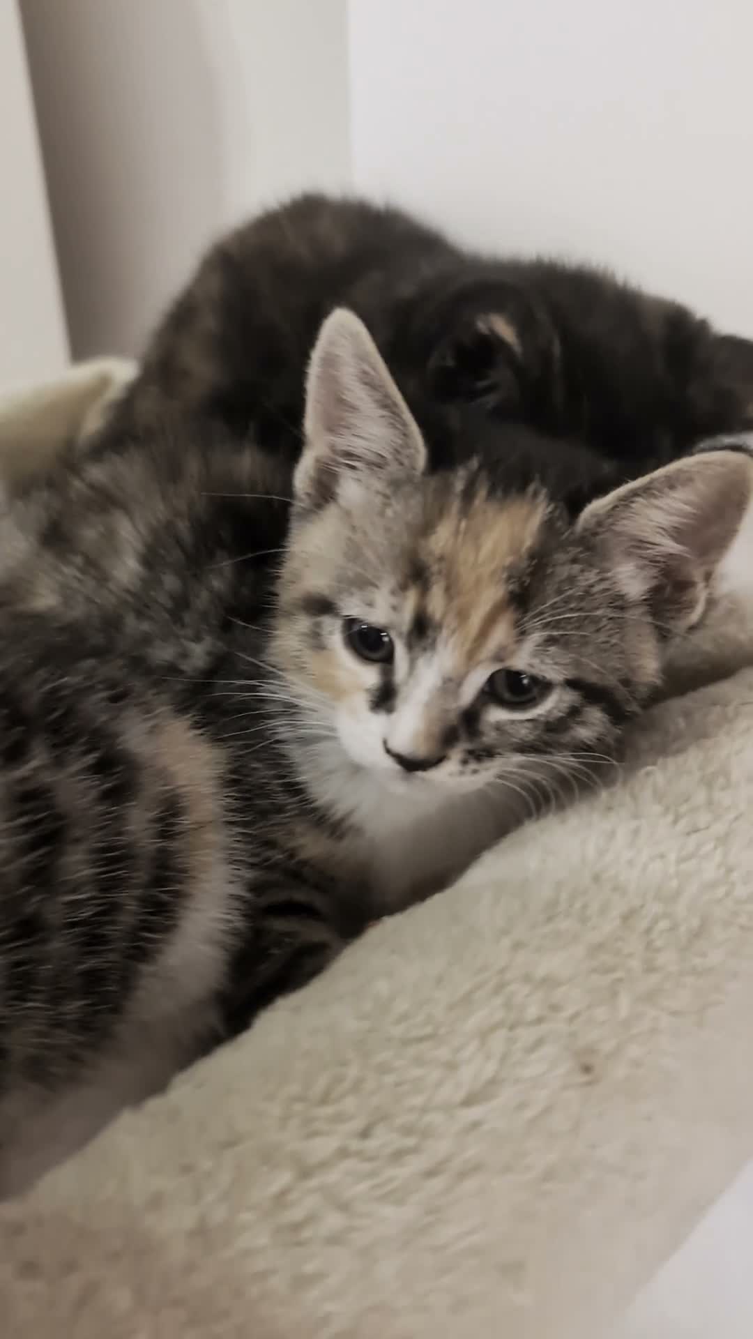 Mixed Breed cats for sale: 5 Beautiful Female Calico & Torbie Kittens - Video 1