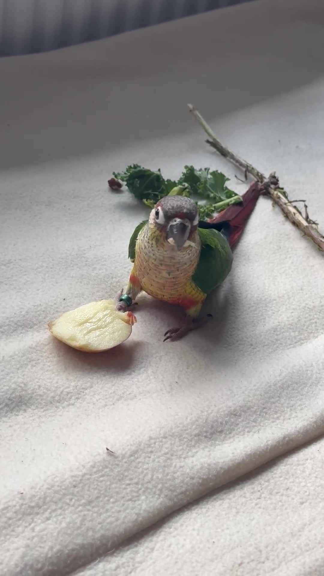 Conures birds for sale: Friendly conure parrot for sale  in London - Video 2