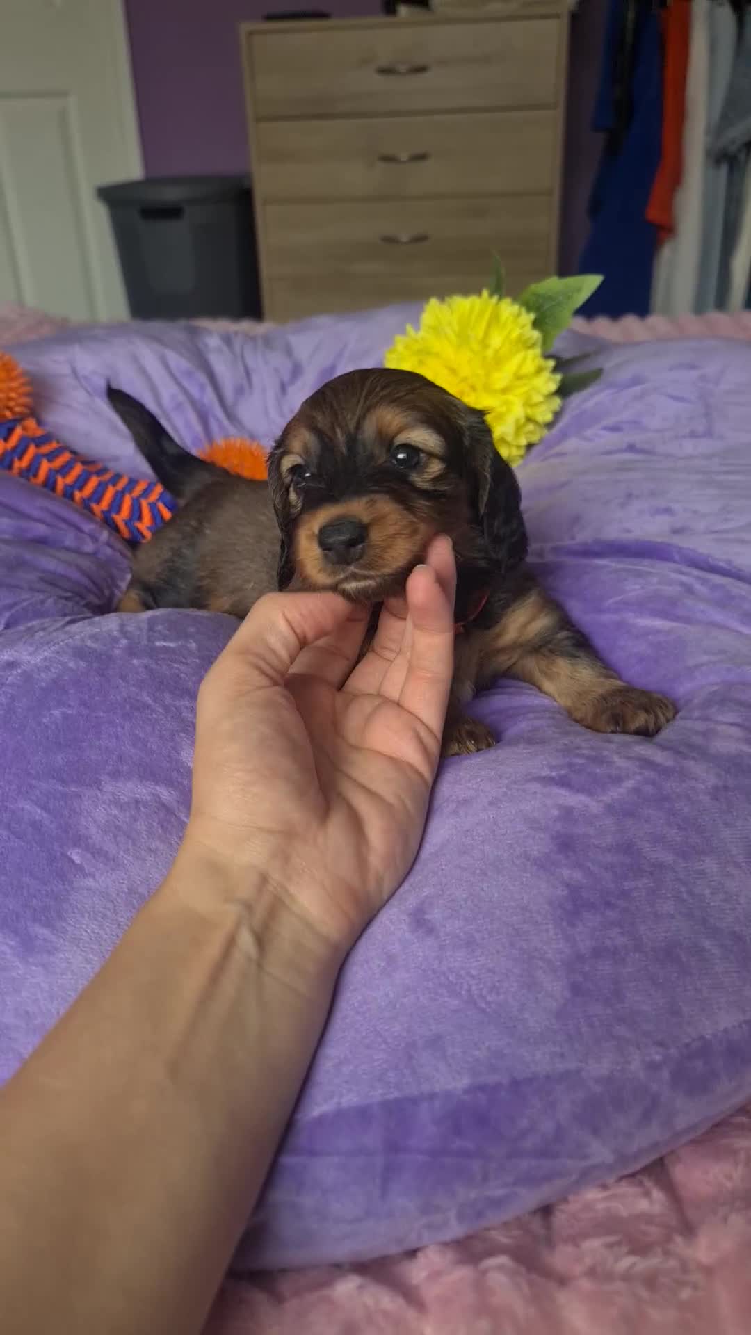 Dachshund dogs for sale: Last one beautiful long-haired dachshunds girl 😍 - Video 1