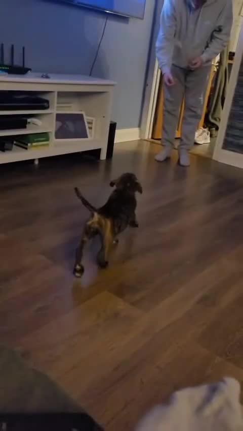 Cane Corso dogs for sale: Cane corsos full pedigree only 4 left - Video 2