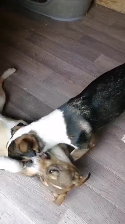 Mixed Breed dogs for adoption: 💖🐶 LISKA 🐶💖 - Video 2