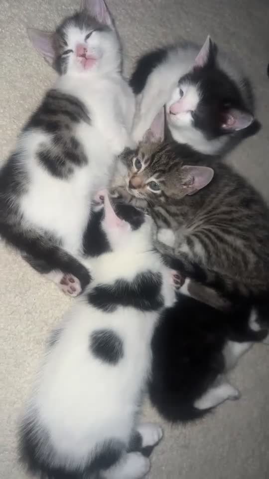 Mixed Breed cats for sale: Beautiful kittens  in London - Video 1