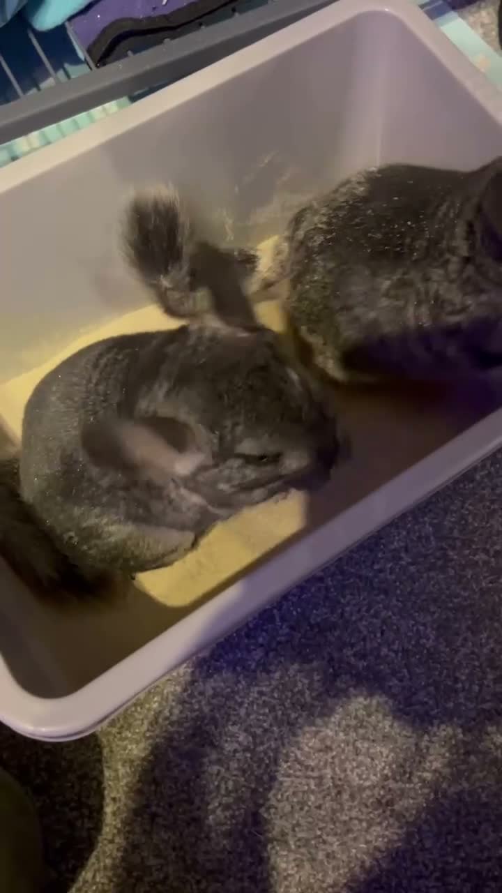 Chinchilla rodents for sale: 2 chinchillas  in Wadebridge - Video 2