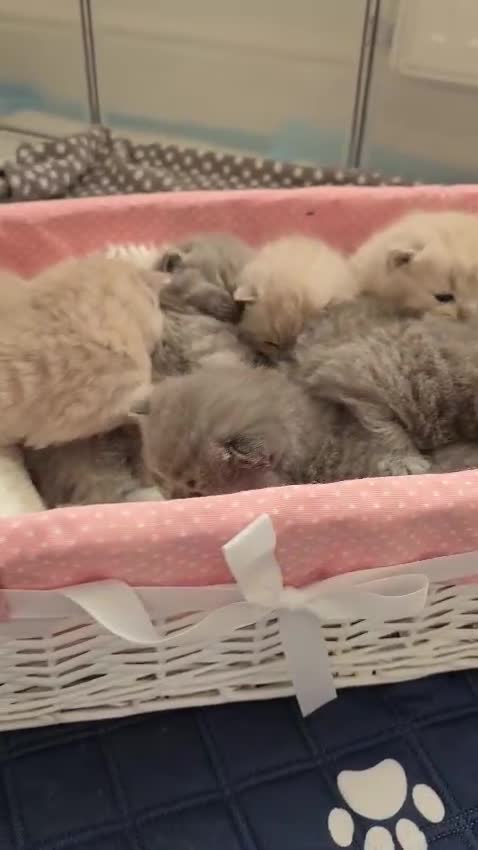 British Shorthair cats for sale: Adorable Purebred British Shorthair Kittens 🐾 - Video 1