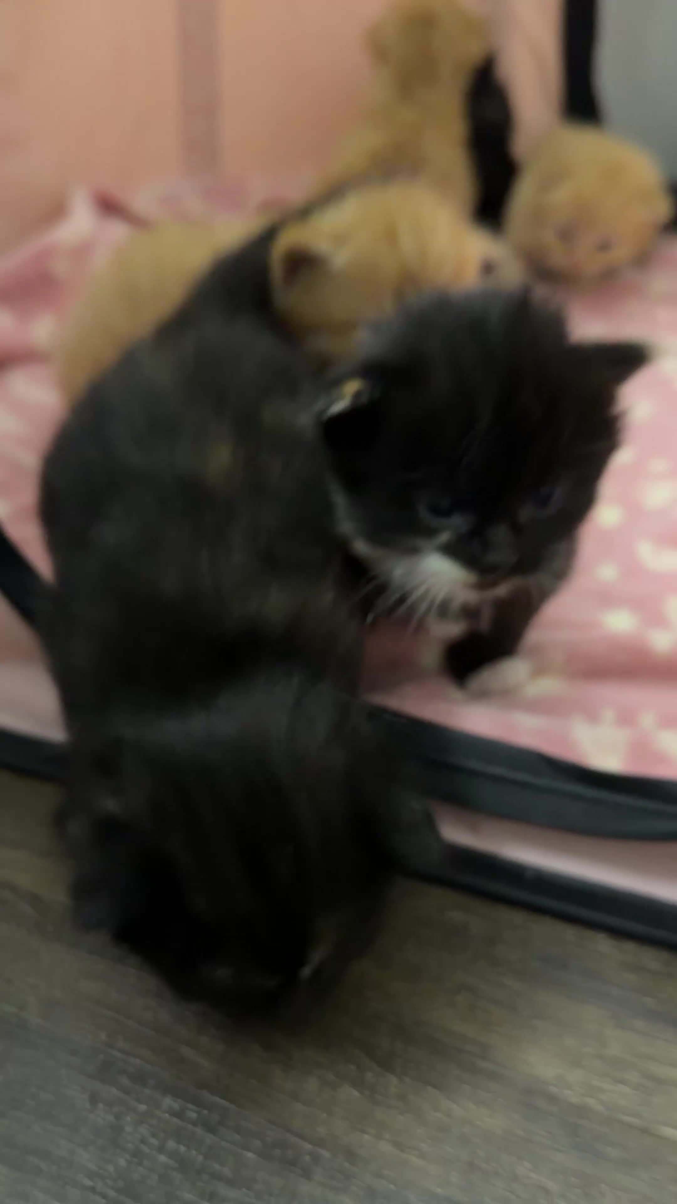 Mixed Breed cats for sale: 🐾 Beautiful Kittens Looking for Loving Homes 🐾 - Video 1