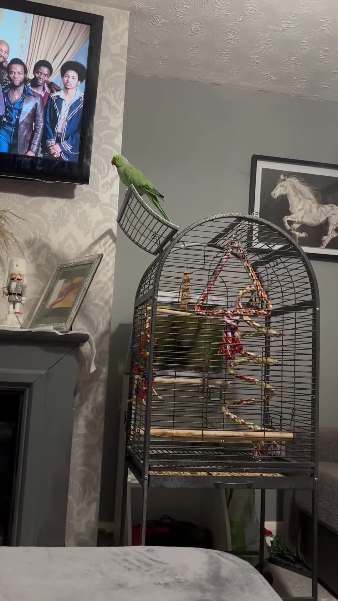 Ringnecks birds for sale: Ernie the ringneck - Video 1