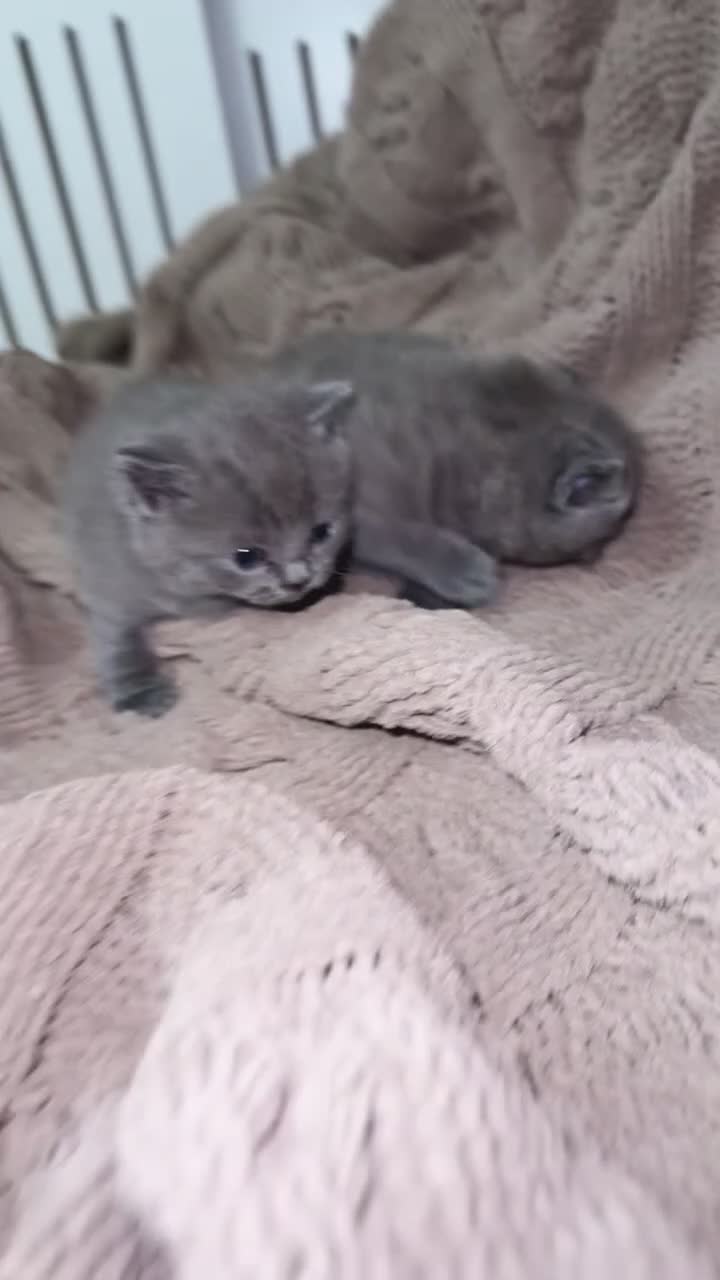 British Shorthair cats for sale: Stunning BSH kittens  - Video 2