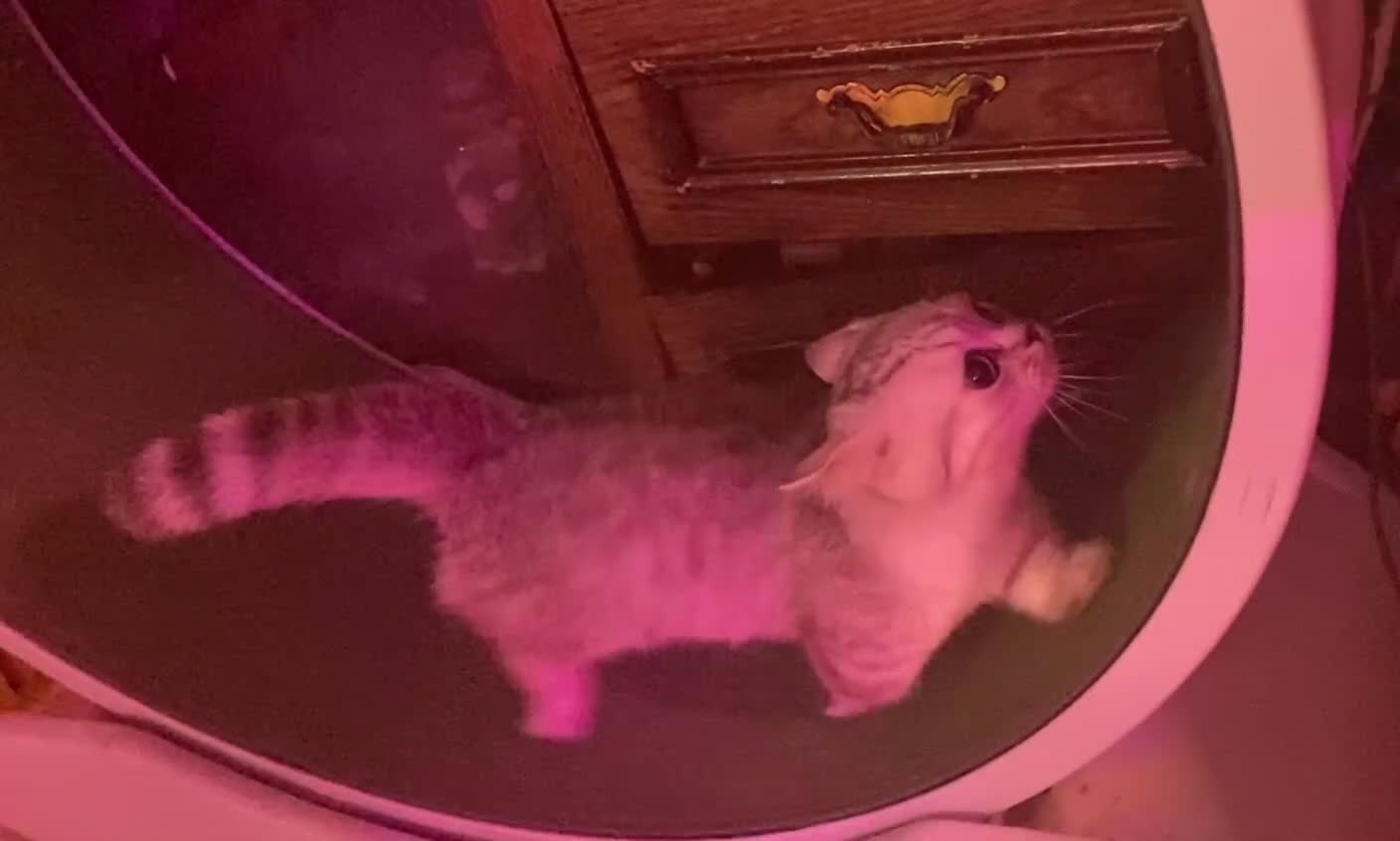 Munchkin cats for sale: ✨ Adorable TICA Registered Munchkin Kittens ✨ - Video 5