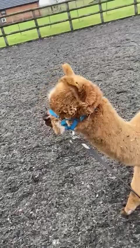 Alpaca livestock for sale: Male Alpacas in Wolverhampton - Video 1