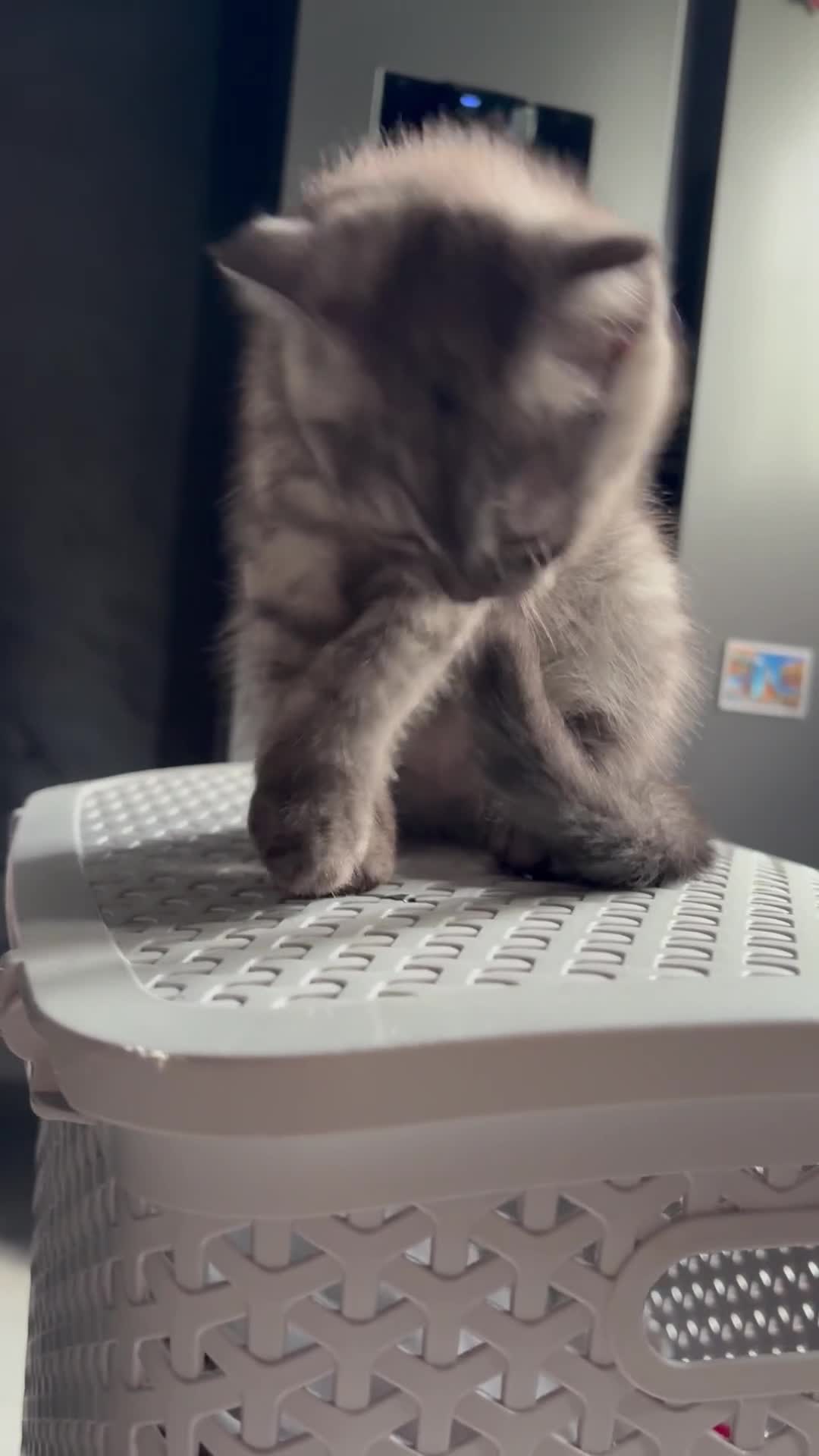 Scottish Fold cats for sale: Scottish fold kittens ready to find new homes - Video 3