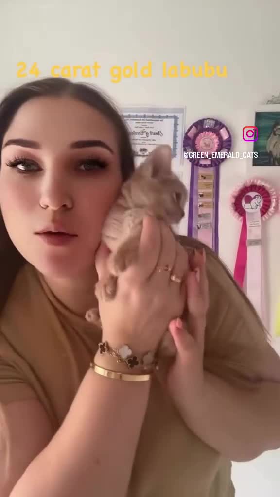 Abyssinian cats for sale: Pure pedigree Tica registered Abyssinian kittens  - Video 5