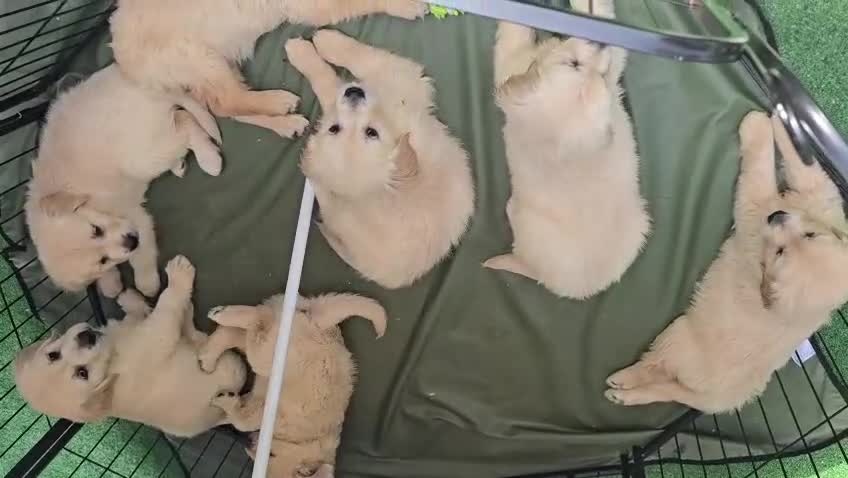 Golden Retriever dogs for sale: Golden retriever puppys in Chichester - Video 1