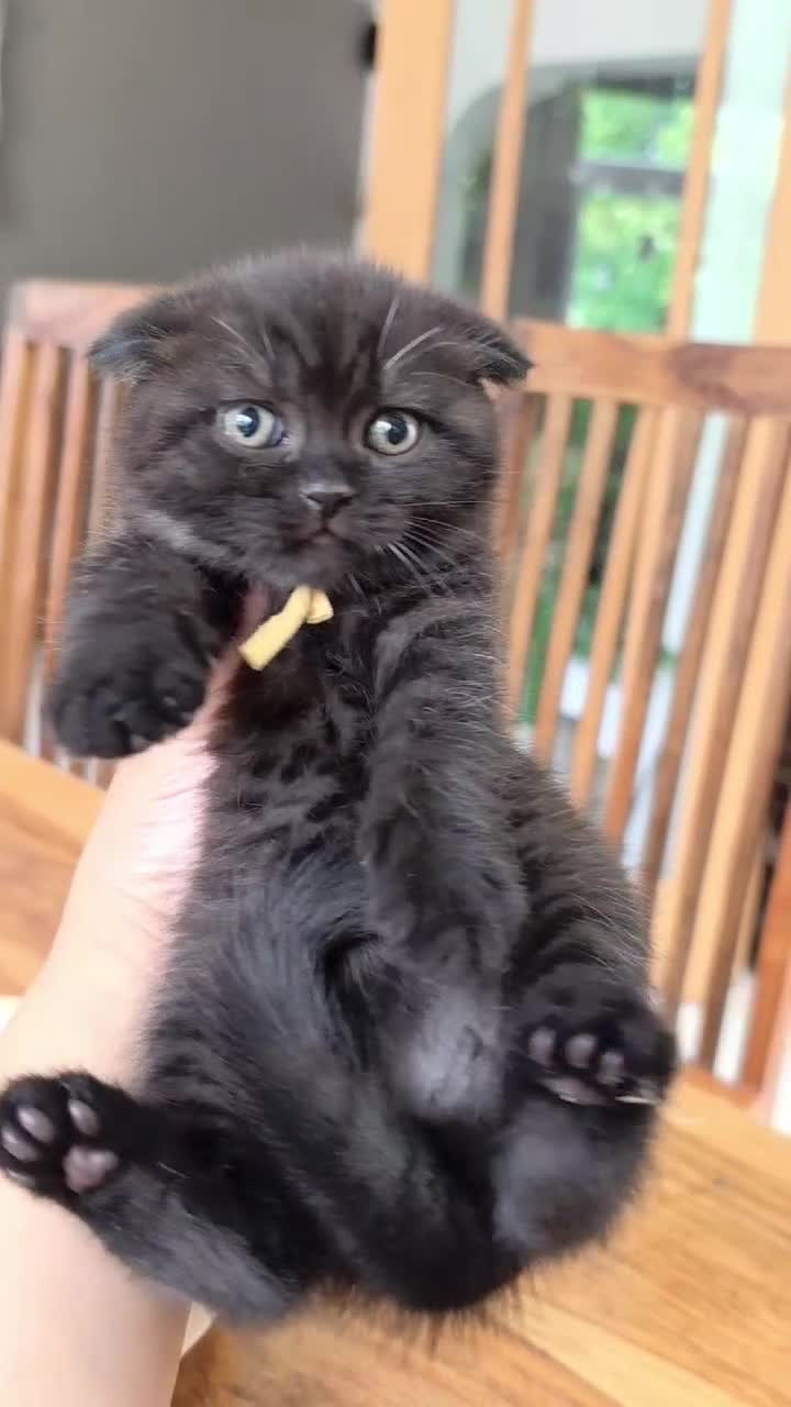 Scottish Fold cats for sale: Scottish fold kittens  - Video 2