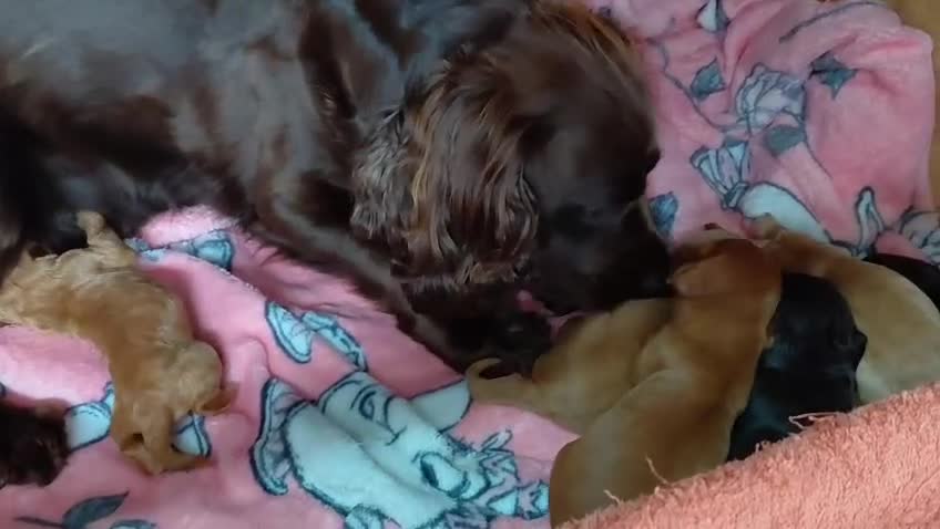 Cocker Spaniel dogs for sale: Stunning KC Working cocker spaniels 25+FTCH(5 GEN) - Video 1