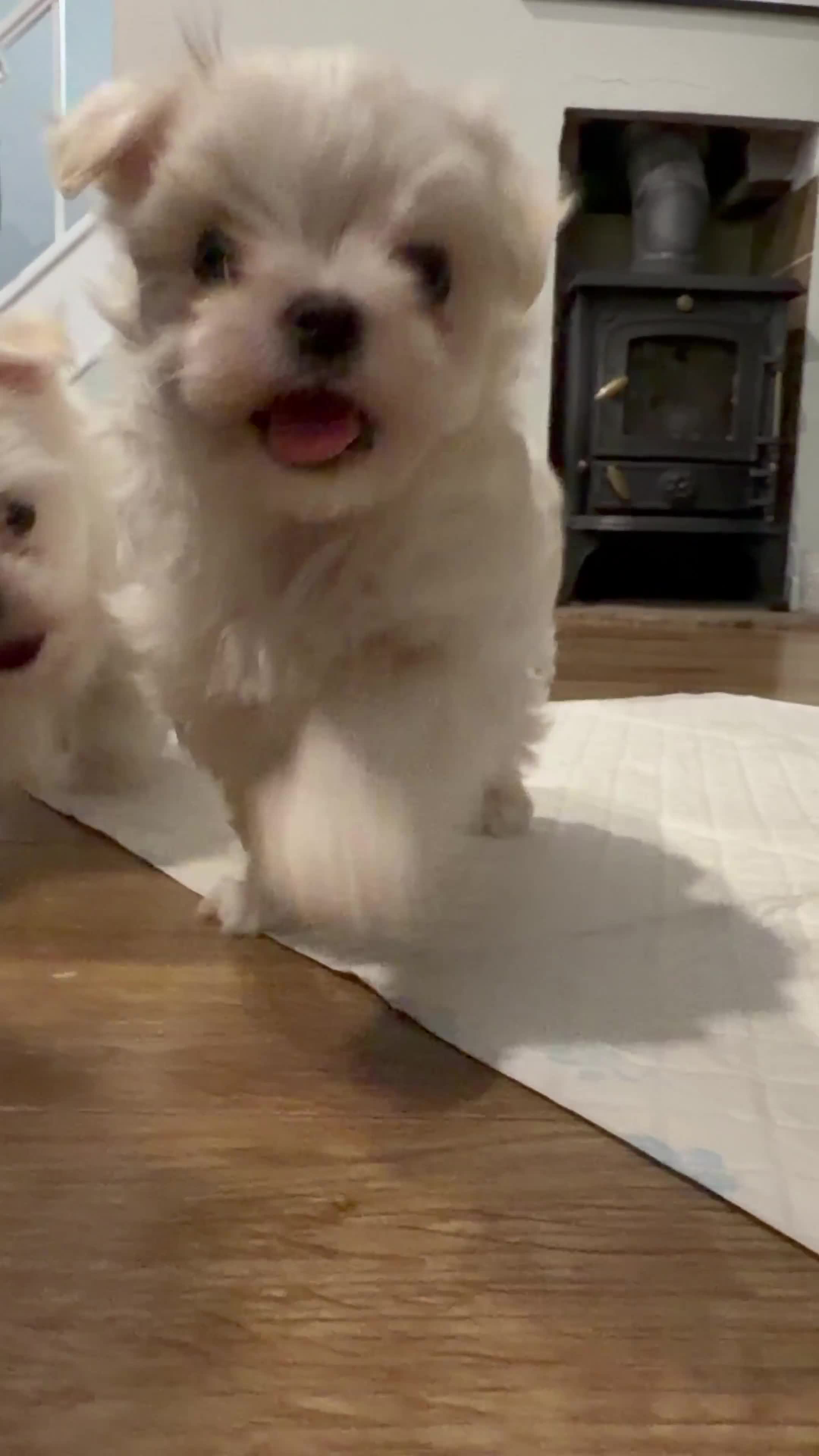 Maltese dogs for sale: One Beautiful Korean Maltese boy left for sale 🐾  - Video 1