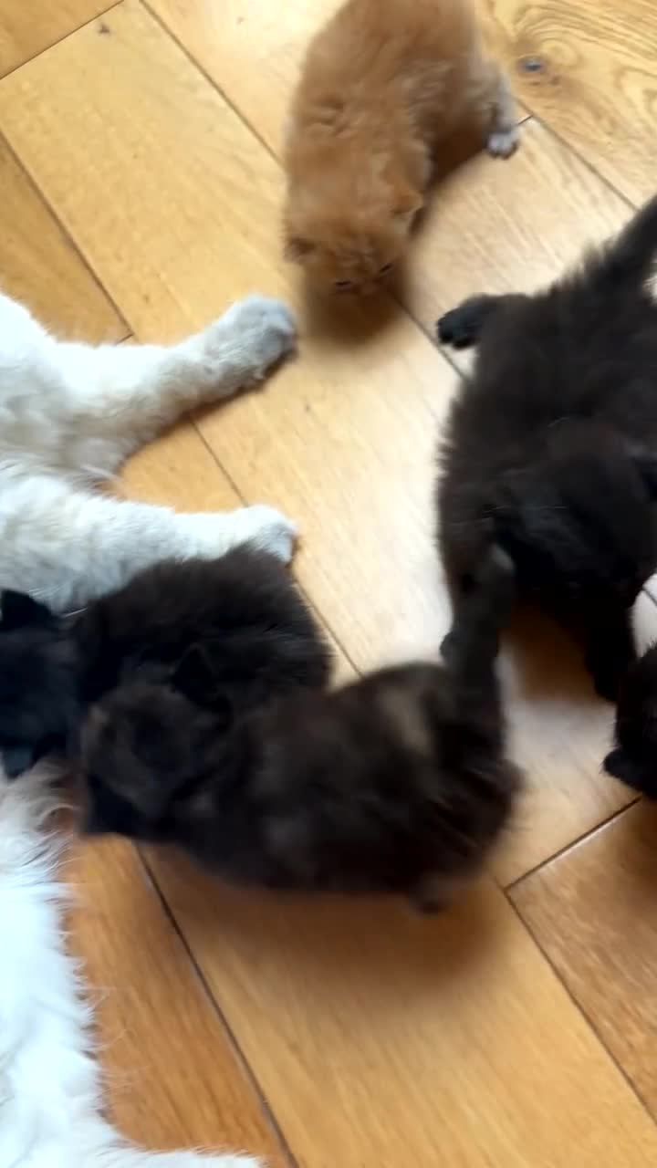 Domestic Shorthair cats for sale: 5 beautiful mixed ragdoll x domestic shorthair mix - Video 2