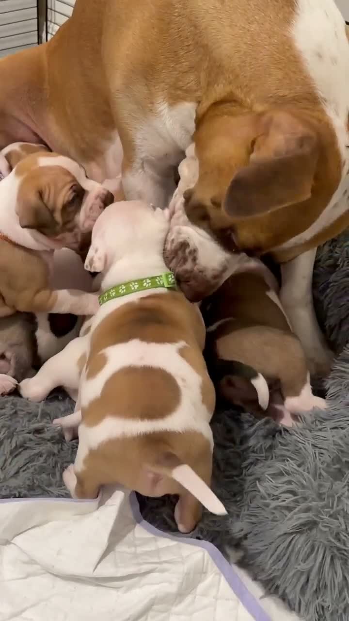 Staffordshire Bull Terrier dogs for sale: Staff  in Harrow - Video 1