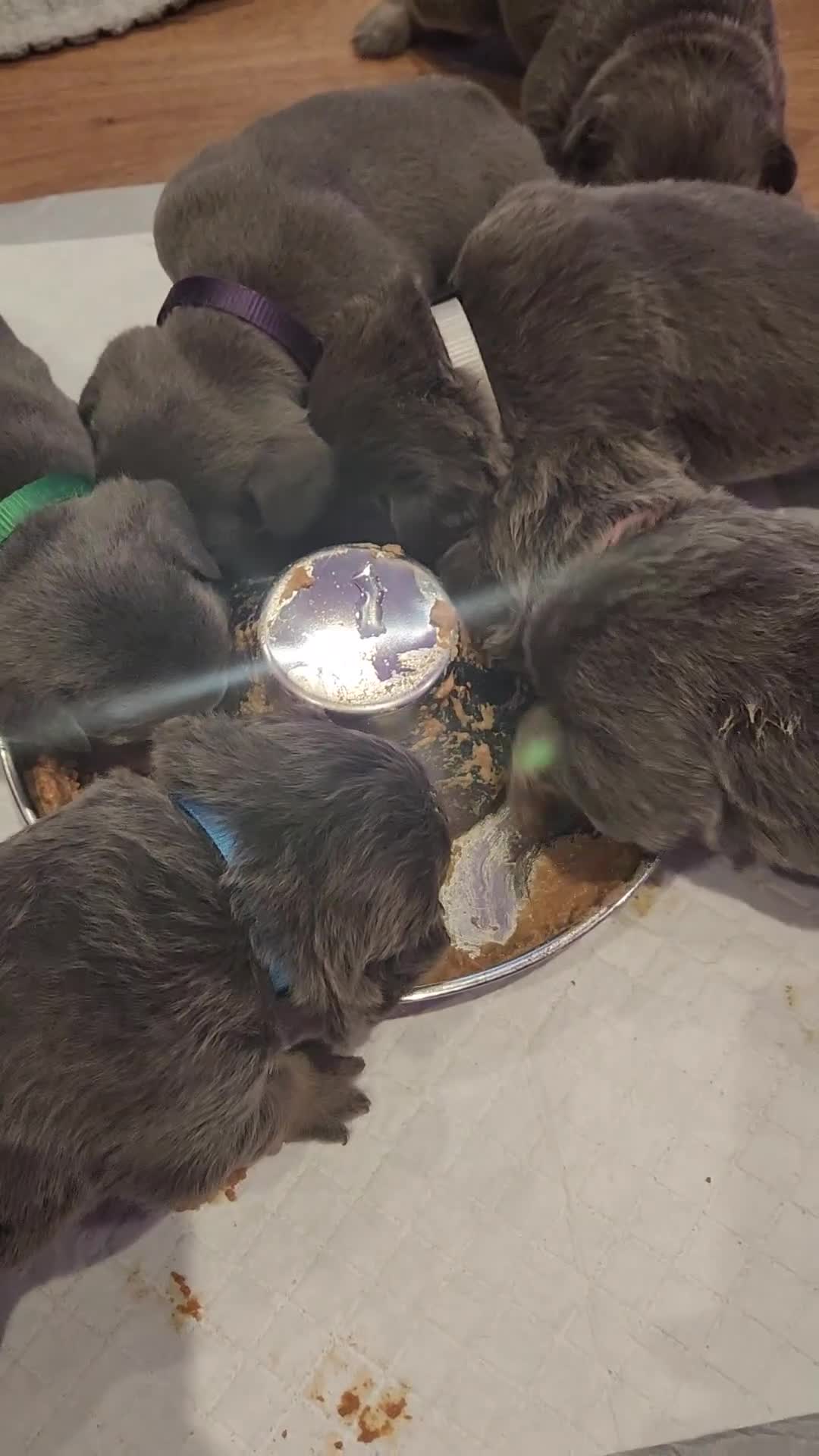 French Bulldog dogs for sale: Fluffy French bulldog puppies- strong bloodline. - Video 1