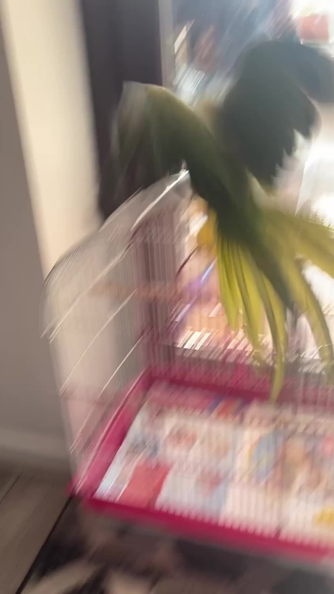 Ringnecks birds for sale: Ring neck parrot  - Video 2